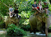 Chiang Mai Safari Trekking Adventure