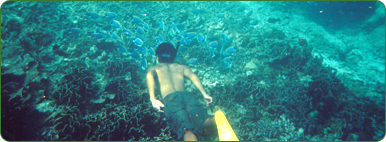 Enjoy with Snorkeling to see underwater world. 