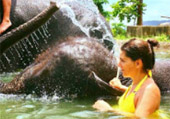 Big Animal Love Affair Elephants and Dolphins