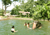 Big Animal Love Affair Elephants and Dolphins