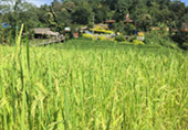 7 Days: New Black Bangkok Chiangmai Pai