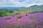 7 Days: New Black Bangkok Chiangmai Pai