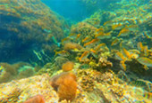 2 Days Snorkeling Heaven Chumphon