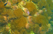 Thailand Rajaampat 3Days 2Nights