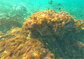 The new Selection of snorkeling Thai Bay