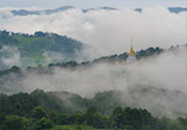 Flowers & Fog Hill