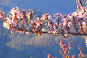 Flowers & Fog Hill