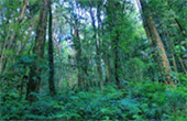 Cold Forest: Soft Hiking
