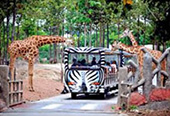 Chiangmai Night Safari : JC Tour Chiangmai