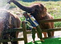 Elephant Experience