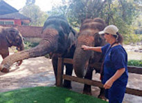 Elephant Experience