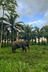 Elephant Experience