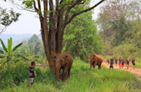 Wildlife of Elephant way