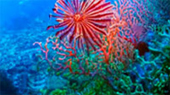 Diving Nyaung Oo Pee Island