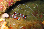 Diving Nyaung Oo Pee Island