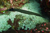 Diving Nyaung Oo Pee Island