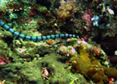 Diving Nyaung Oo Pee Island