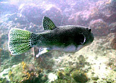 Diving Nyaung Oo Pee Island