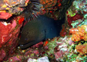 Diving Nyaung Oo Pee Island