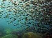Diving Nyaung Oo Pee Island