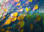 Diving Nyaung Oo Pee Island