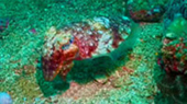 Diving Nyaung Oo Pee Island