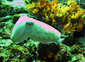 Diving Nyaung Oo Pee Island