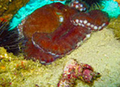 Diving Nyaung Oo Pee Island