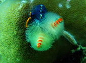 Diving Nyaung Oo Pee Island