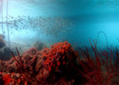 Diving Nyaung Oo Pee Island