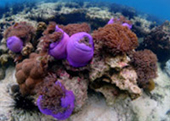 Diving Nyaung Oo Pee Island