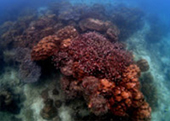 Diving Nyaung Oo Pee Island