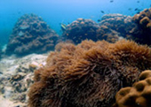 Diving Nyaung Oo Pee Island