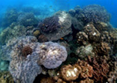 Diving Nyaung Oo Pee Island