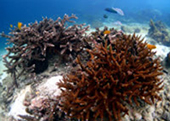 Diving Nyaung Oo Pee Island