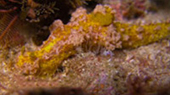 Diving Nyaung Oo Pee Island