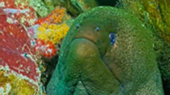Diving Nyaung Oo Pee Island