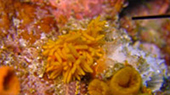 Diving Nyaung Oo Pee Island