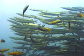 Diving Nyaung Oo Pee Island