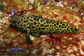 Diving Nyaung Oo Pee Island
