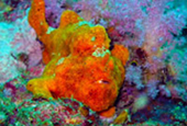 Diving Nyaung Oo Pee Island