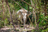 Elephant and hill day trip