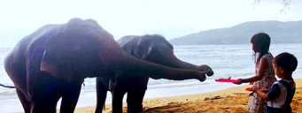 Elephant Lover on The Beach