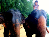 Elephant Lover on The Beach