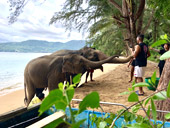 Elephant Lover on The Beach