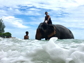 Elephant Lover on The Beach