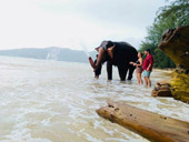 Elephant Lover on The Beach