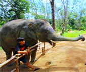 Elephant Sanctuary Half Day Visit