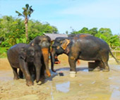 Elephant Sanctuary Half Day Visit