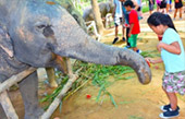 Elephant Sanctuary Half Day Visit